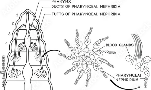 Coloring page with scheme of pharyngeal nephridial system with blood glands of Pheretima earthworm for biology lesson. Diagram of excretory system of earthworm