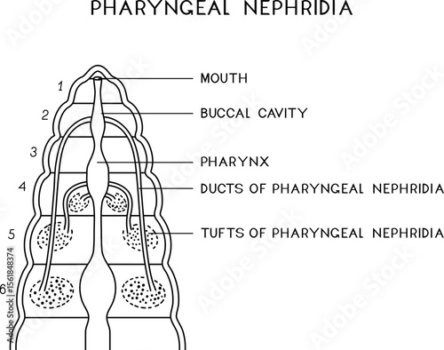Coloring page with scheme of pharyngeal nephridial system with blood glands of Pheretima earthworm for biology lesson. Diagram of excretory system of earthworm