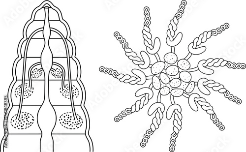 Coloring page with scheme of pharyngeal nephridial system with blood glands of Pheretima earthworm for biology lesson. Diagram of excretory system of earthworm