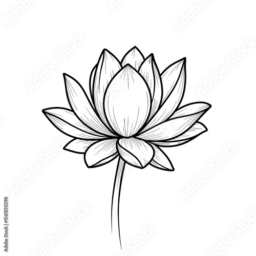 Line art illustration of a blooming lotus flower  