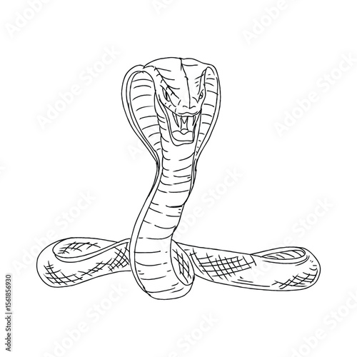 Angry cobra sketch
