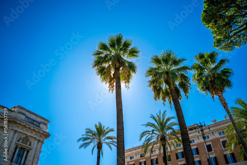 palm trees on blue sky in the city of Rome