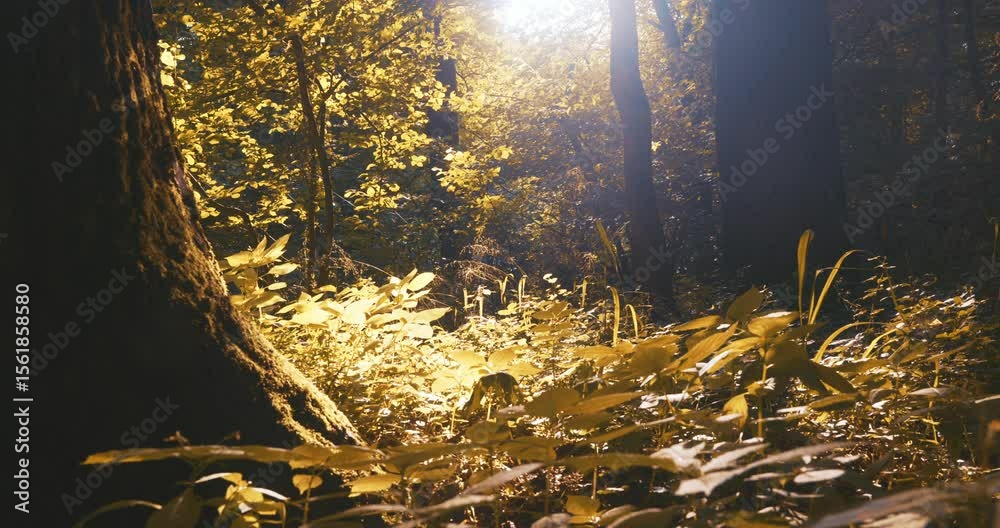 Nazwy oryginalne: Sunset in the Forest. Relaxing Nature Sounds in 4K