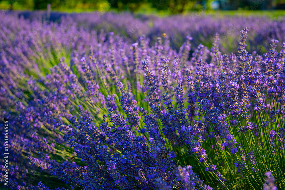 Naklejka premium Lavendelfeld Lavendel