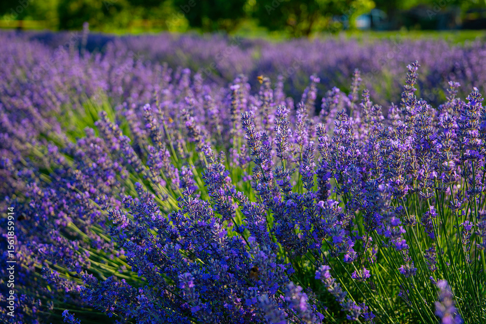 Naklejka premium Lavendelfeld Lavendel