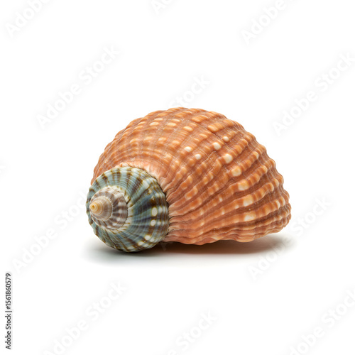 seashell isolated on white background