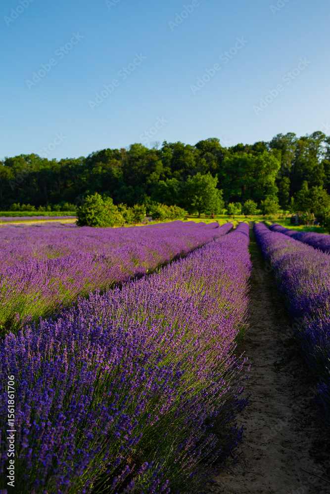 Fototapeta premium Lavendelfeld Lavendel