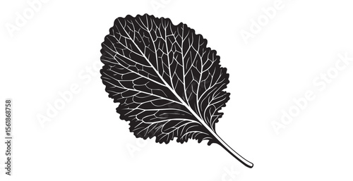 Detailed black and white illustration of a kale leaf silhouette