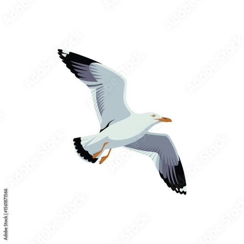 black headed gull in flight