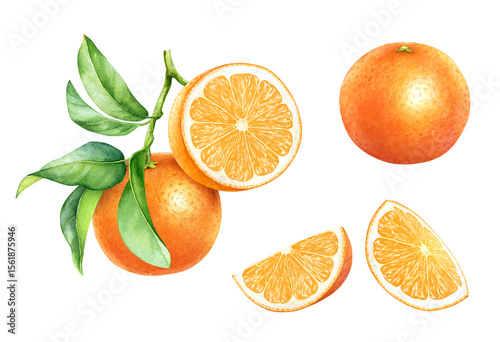Watercolor illustration of the ripe orange fruits on the branch with green leaves and slices