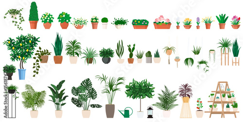 Set of decorative houseplants to decorate the interior of a house, backyard space or apartment.