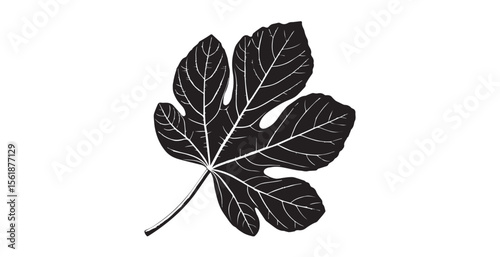 Detailed black fig leaf with white veins on a white background silhouette