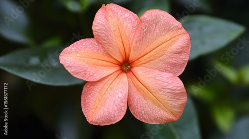 Closeup of a Peach-Colored Flower with Delicate Petals