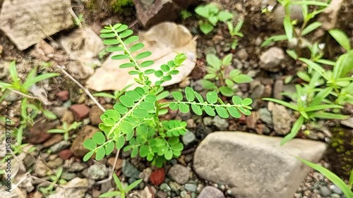 Close-up of a wild green plant growing on rocky soil in natural light. Ideal for botanical, nature, or environmental footage in educational videos and rural-themed visual projects.