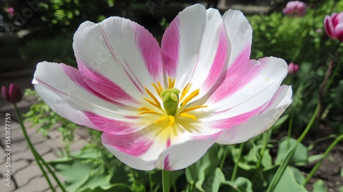 Stunning Pink and White Striped Tulip Closeup Bloom
