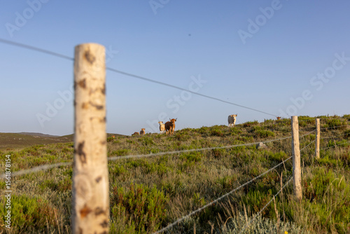 A group of cows are grazing in a field with a fence in the background. The fence is made of wood and wire. The cows are scattered throughout the field, with some closer to the fence