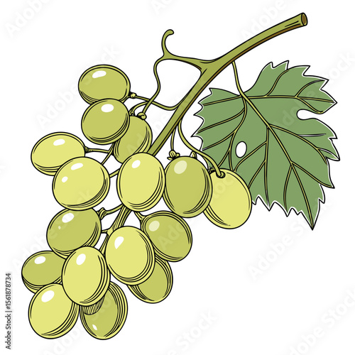 bunch of green grapes