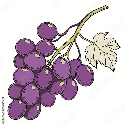 vector illustration of grapes