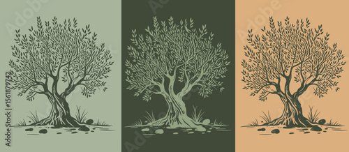 Three olive trees on color background, Mediterranean flora, nature, plant, tree, foliage, botany, evergreen, old, growth