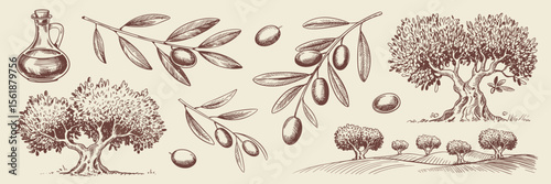 Olive sketch: olive oil, branch, tree, nature, botanical, farm, vintage, rural, landscape, mediterranean