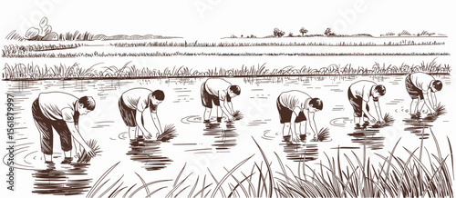Rice farmers planting seedlings in paddy field. Agriculture workers cultivating crops.