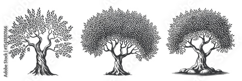 Olive trees collection, sketched vintage style. Nature tree vector illustration.
