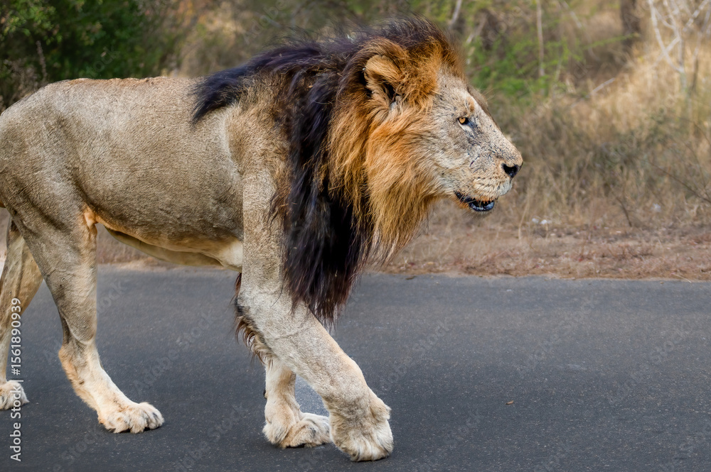 Obraz premium A profile three quarter image of a regal fully matured mane lion strolling down the road displaying dominance in his domain with his evident orange and black hue of his mane.