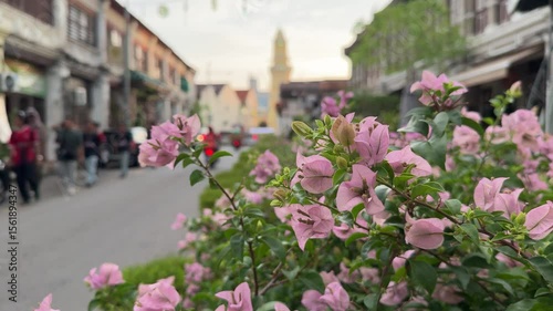 Wallpaper Mural beautiful pink flowers on a green bush with a golden hour ambience in the evening on Penang Street. bokeh street view, small old town street in Penang. blurry image of an old town Torontodigital.ca