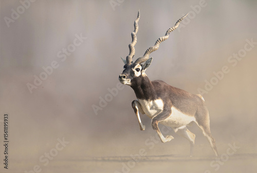 Majestic blackbuck antelope in full stride, showcasing its unique horns and powerful physique against a backdrop of dusty plains.