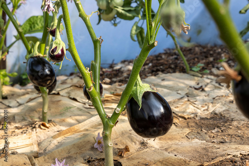 A bunch of black eggplant growing on a plant. The plant is surrounded by a brown paper