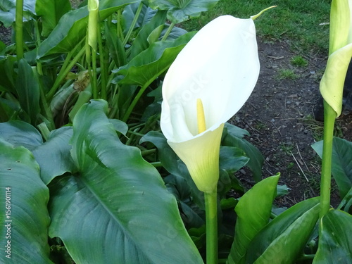 lily of the valley in the garden