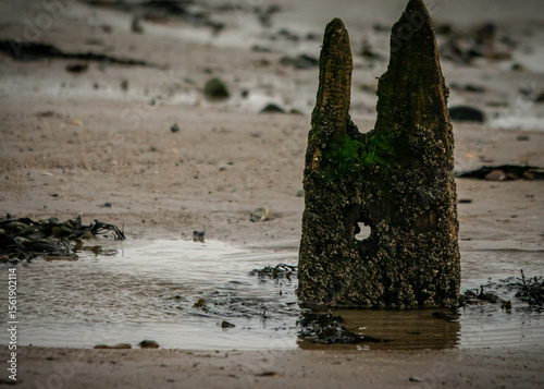 beach and sea with old log