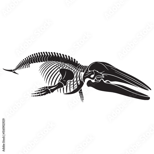 From deep seas to design – Blue whale skeleton silhouette visualized with clean Blue whale skeleton vector – Blue whale skeleton illustration

