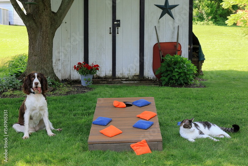 Cat sulks after losing cornhole game to the dog, while dog looks happy