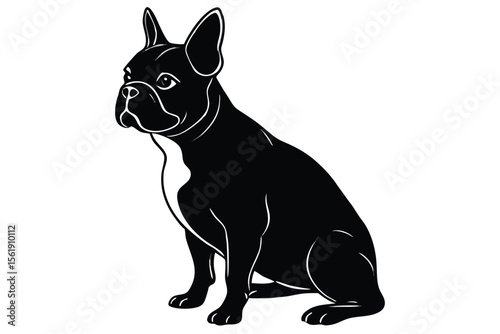 A black cat or kitten standing isolated on a white background