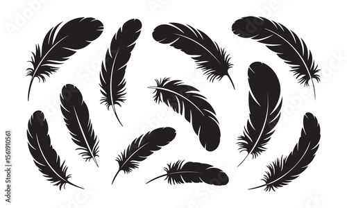 Collection of black feather silhouettes scattered across a white background