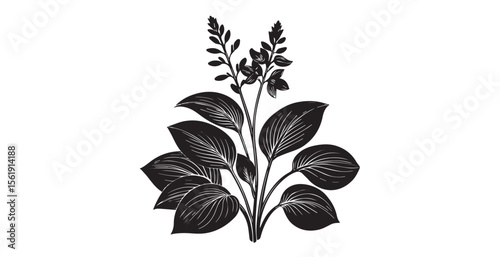 Elegant black and white hosta plant with detailed leaves and flower stalks silhouette