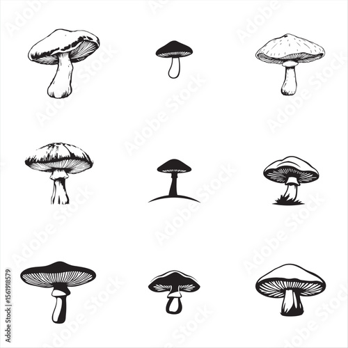 set of medicinal mushroom vector bundle pack collection