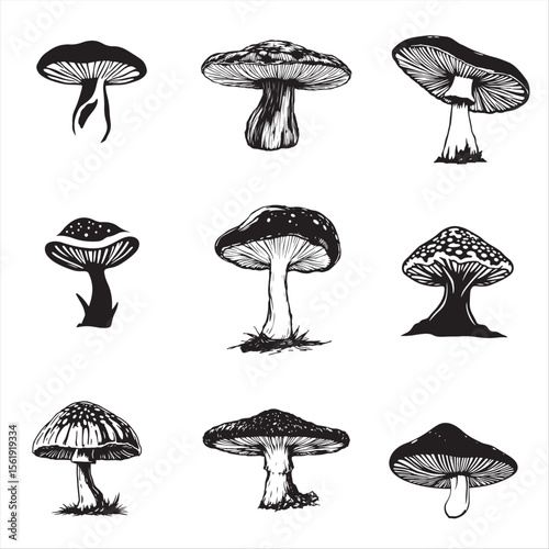 set of medicinal mushroom vector bundle pack collection