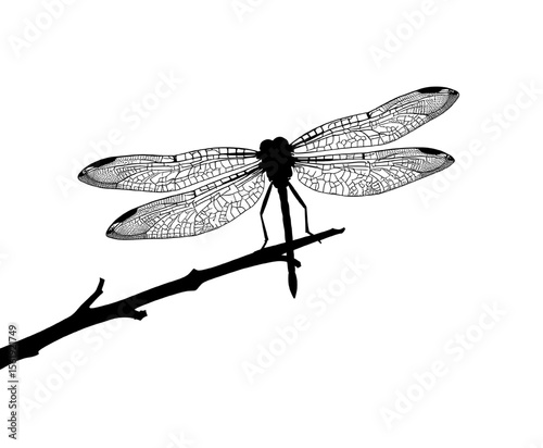 detailed dragonfly silhouette on branch illustration