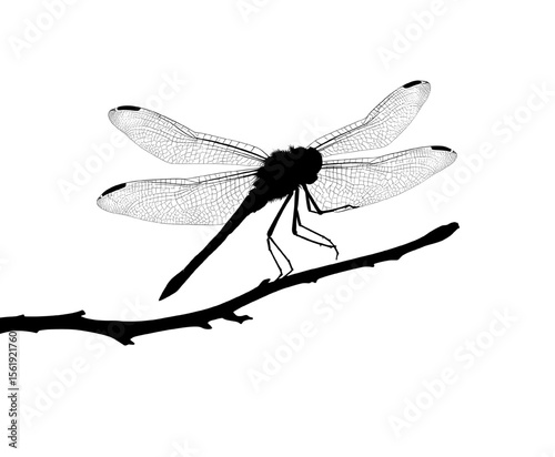 intricate dragonfly on branch silhouette