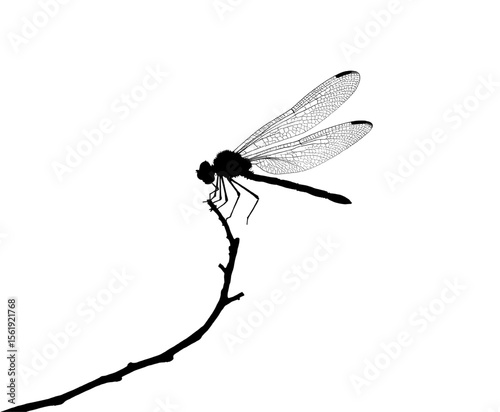 dragonfly silhouette on branch vector illustration