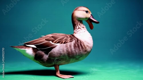 Wallpaper Mural A duck standing upright in front of a green screen with its head slightly tilted to the left green screen animal video Torontodigital.ca