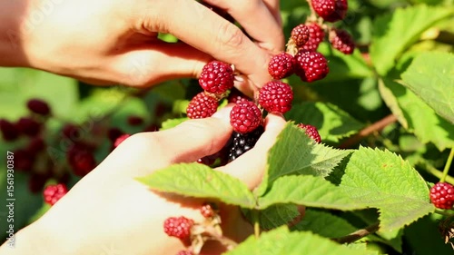 hand picking blackberry in the garden