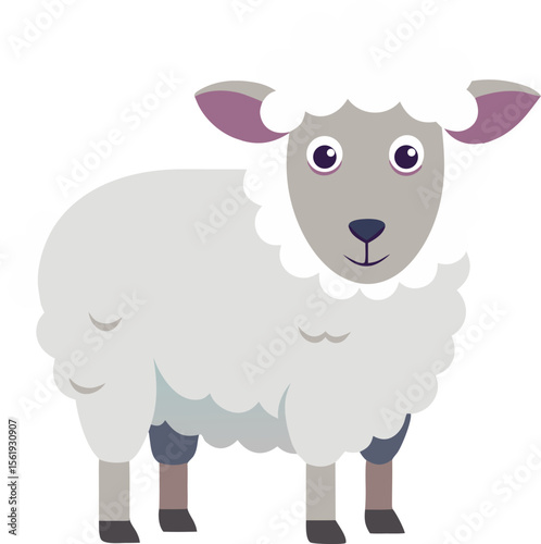 Sheep