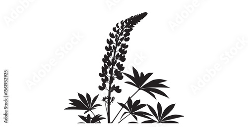 Dramatic black lupine flower spike and leaves silhouette against white background
