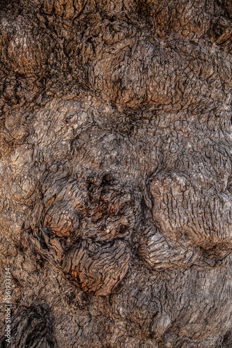 Bulging bark on the trunk of a box tree in the bush