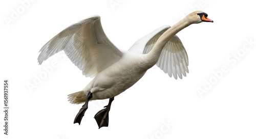 Fototapeta Naklejka Na Ścianę i Meble -  Isolated Flying Swan
