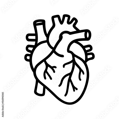anatomical heart icon vector on white background
Human anatomical organ