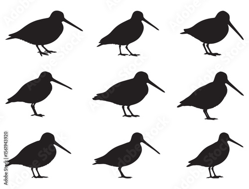 SNIPE BIRD SILHOUETTE